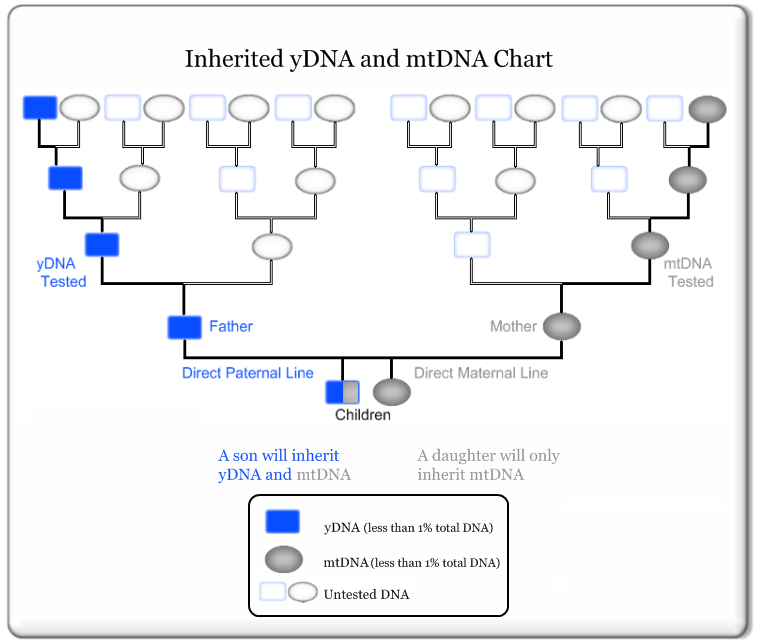 DNA Chart1f.png