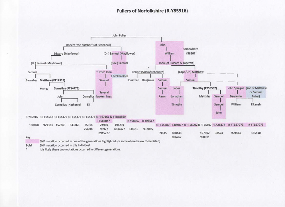 Fuller Y-DNA tree.png